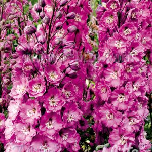 Delphinium 'Sweethearts'