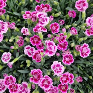 Dianthus 'Pink Kisses'