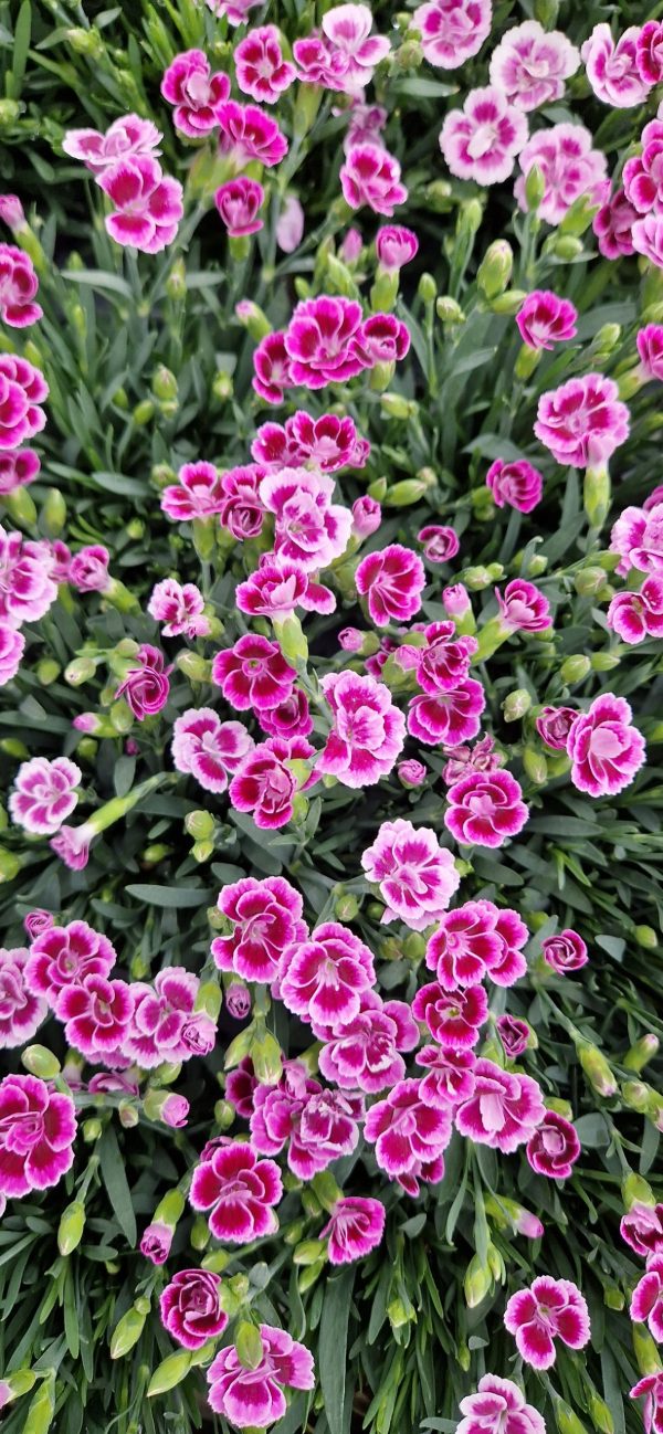 Dianthus 'Pink Kisses' Dianthus 'Pink Kisses'