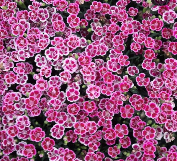 Dianthus 'Pink Kisses'2 Dianthus 'Pink Kisses'
