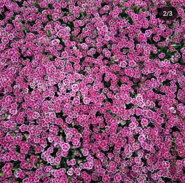 Dianthus 'Pink Kisses'3 Dianthus 'Pink Kisses'