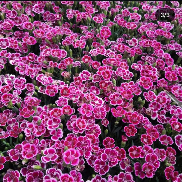 Dianthus 'Pink Kisses'4 Dianthus 'Pink Kisses'