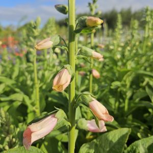 Digitalis purpurea 'Pollux Peach'