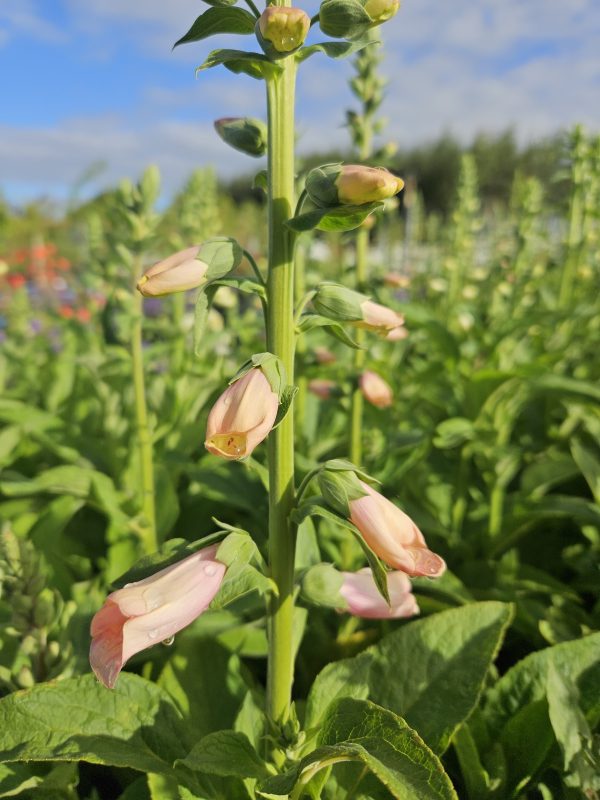 Digitalis purpurea 'Pollux Peach'