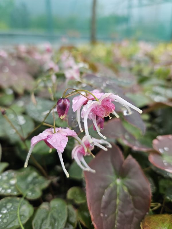 Epimedium 'Pretty in Pink' Epimedium 'Pretty in Pink'