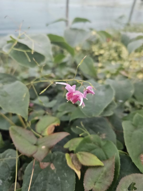 Epimedium 'Pretty in Pink'2 Epimedium 'Pretty in Pink'