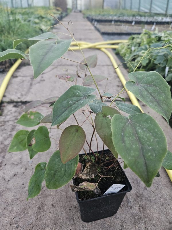 Epimedium 'Pretty in Pink'3 Epimedium 'Pretty in Pink'