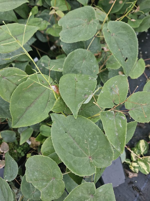 Epimedium 'Pretty in Pink'5 Epimedium 'Pretty in Pink'