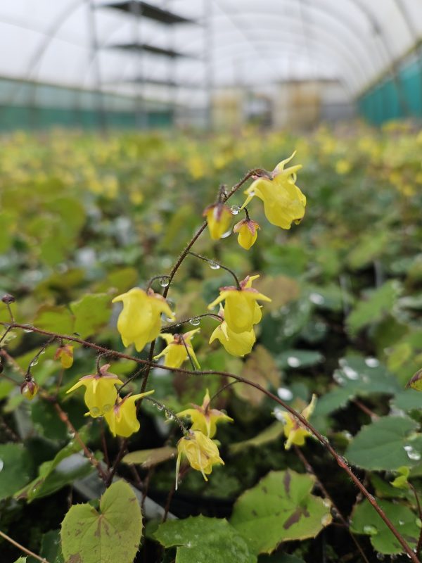 Epimedium 'Sunny and Share' Epimedium 'Sunny and Share'