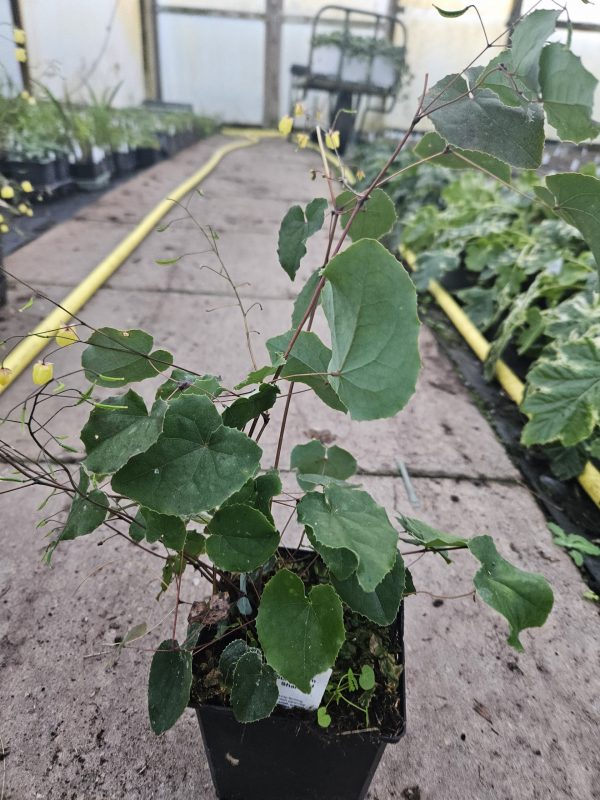 Epimedium 'Sunny and Share'2 Epimedium 'Sunny and Share'