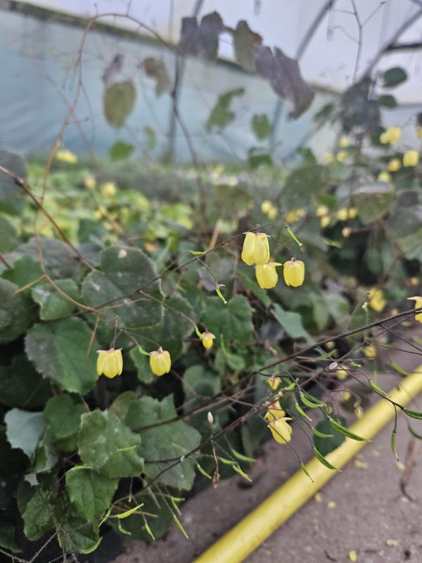 Epimedium 'Sunny and Share'3 Epimedium 'Sunny and Share'