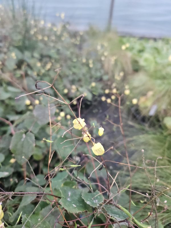 Epimedium 'Sunny and Share'4 Epimedium 'Sunny and Share'