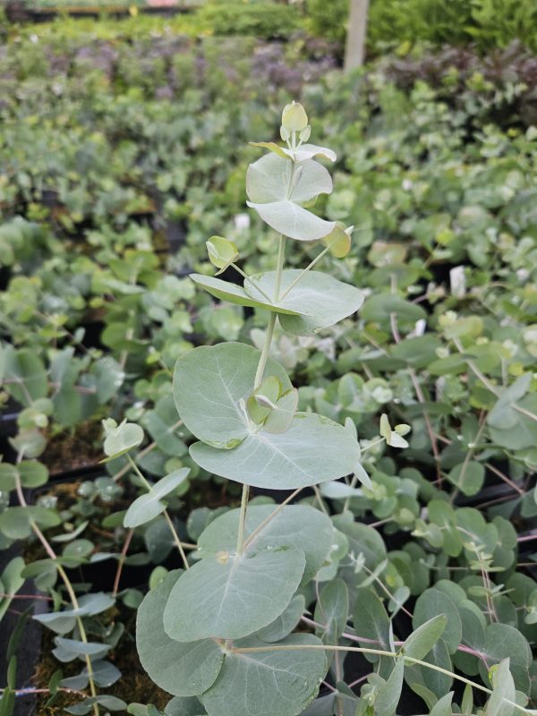 Eucalyptus cinerea 'Silver Dollar'3 Eucalyptus cinerea 'Silver Dollar'