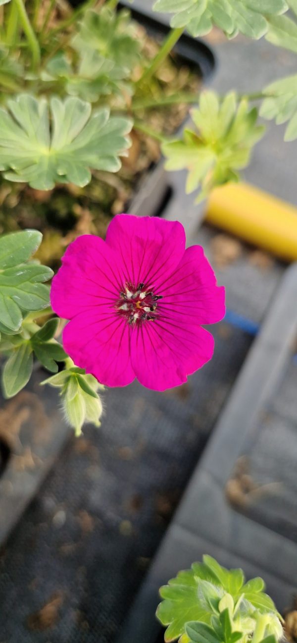 Geranium cinereum 'Jolly Jewel Red'