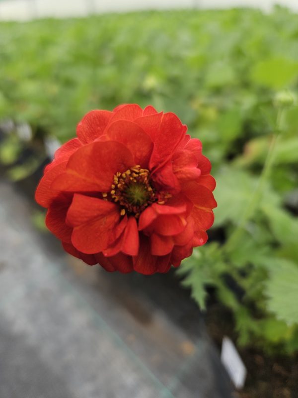 Geum 'Fiery Red'