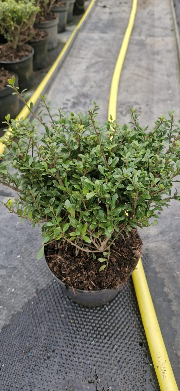 Ilex crenata 'Caroline Upright'