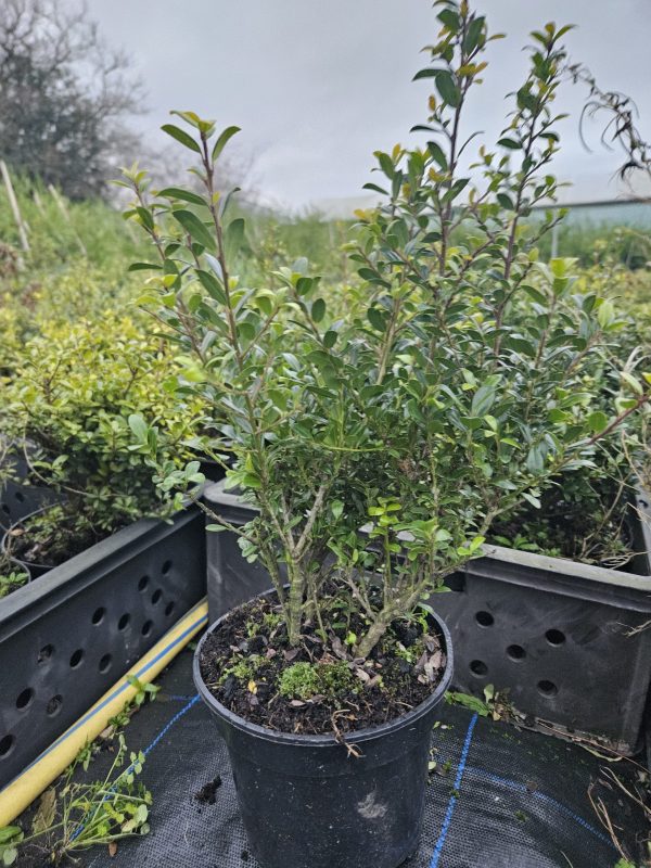 Ilex crenata 'Caroline Upright'2 Ilex crenata 'Caroline Upright'