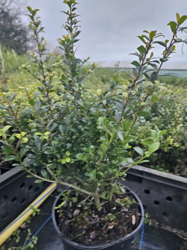 Ilex crenata 'Caroline Upright'3 Ilex crenata 'Caroline Upright'