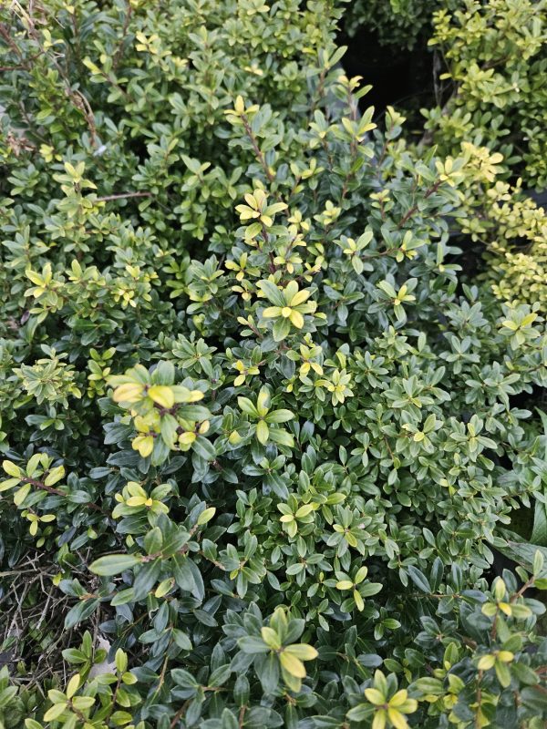 Ilex crenata 'Caroline Upright'4 Ilex crenata 'Caroline Upright'
