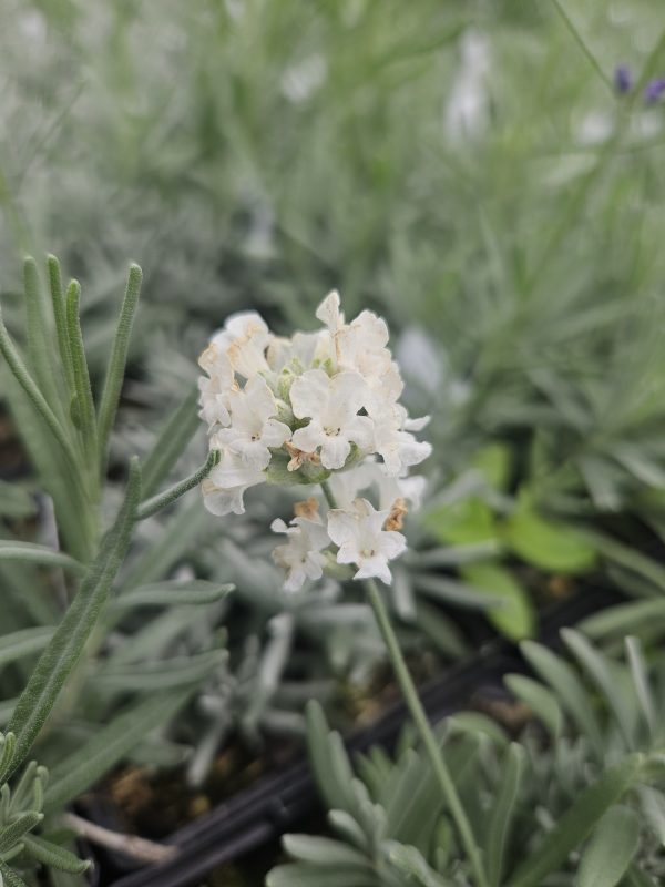 Lavandula angustifolia 'Purity'