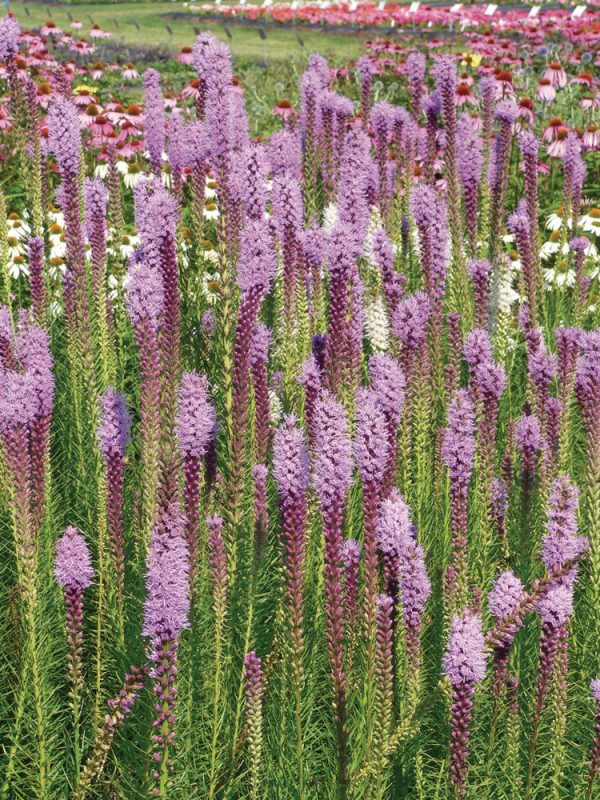 Liatris spicata 'Floristan Violet'