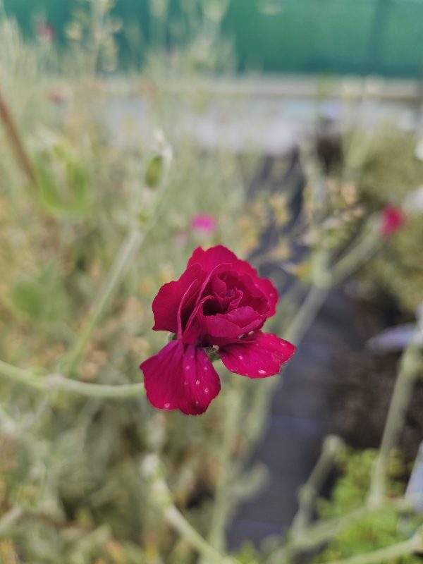 Lychnis coronaria 'Gardeners World'