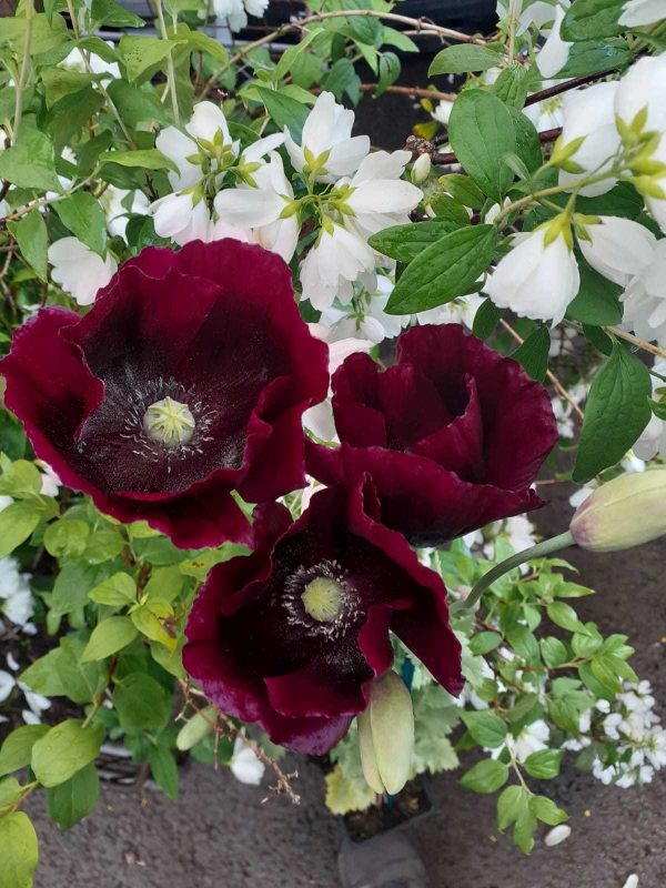 Papaver somniferum 'Lauren's Grape'