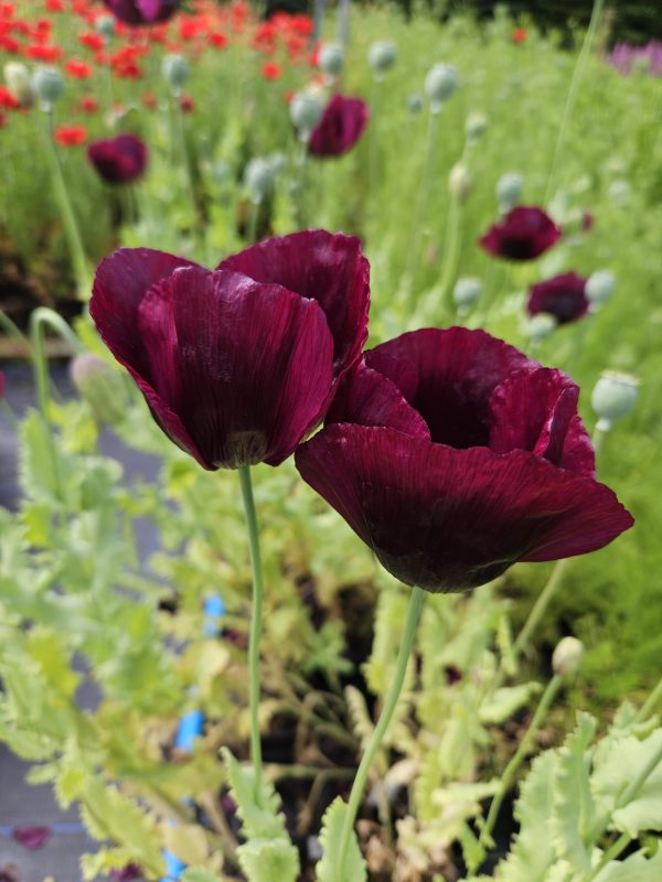 Papaver somniferum 'Lauren's Grape'2 Papaver somniferum 'Lauren's Grape'