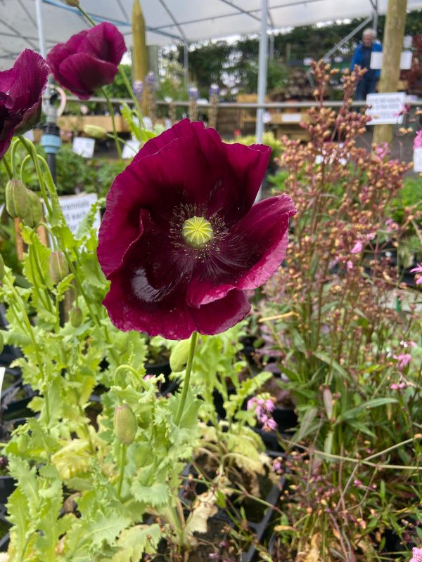 Papaver somniferum 'Lauren's Grape'3 Papaver somniferum 'Lauren's Grape'