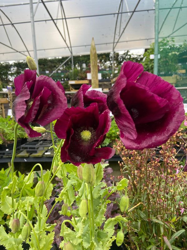 Papaver somniferum 'Lauren's Grape'4 Papaver somniferum 'Lauren's Grape'
