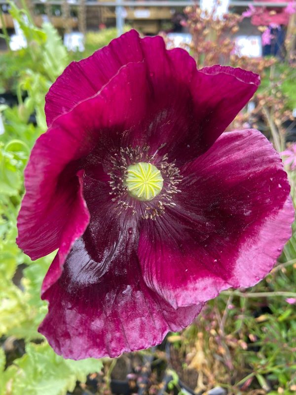 Papaver somniferum 'Lauren's Grape'5 Papaver somniferum 'Lauren's Grape'