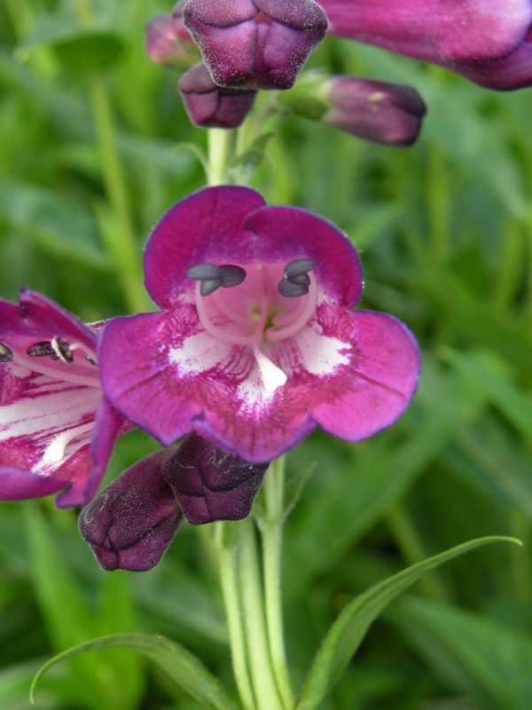 Penstemon 'Blackbird'