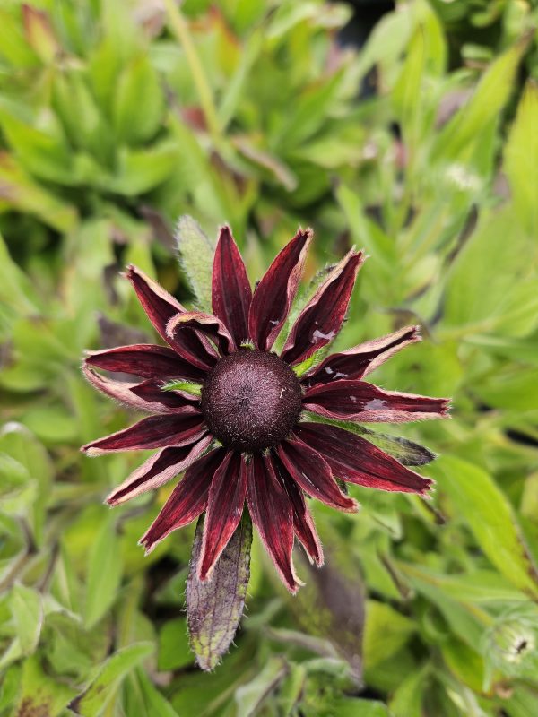 Rudbeckia 'Cherry Brandy'