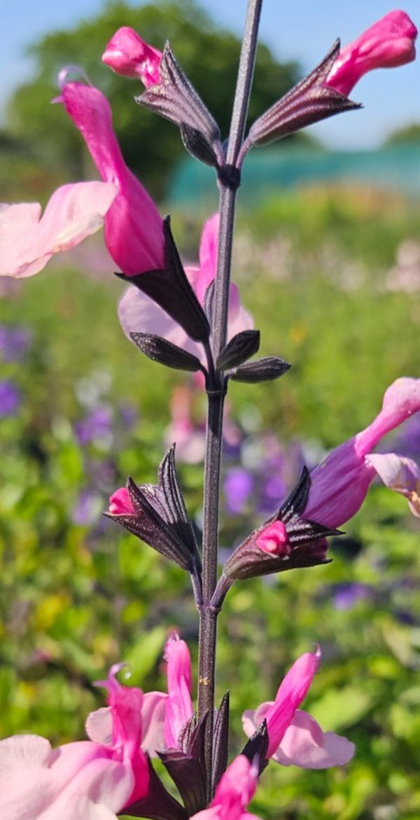 Salvia 'Cuello Pink'