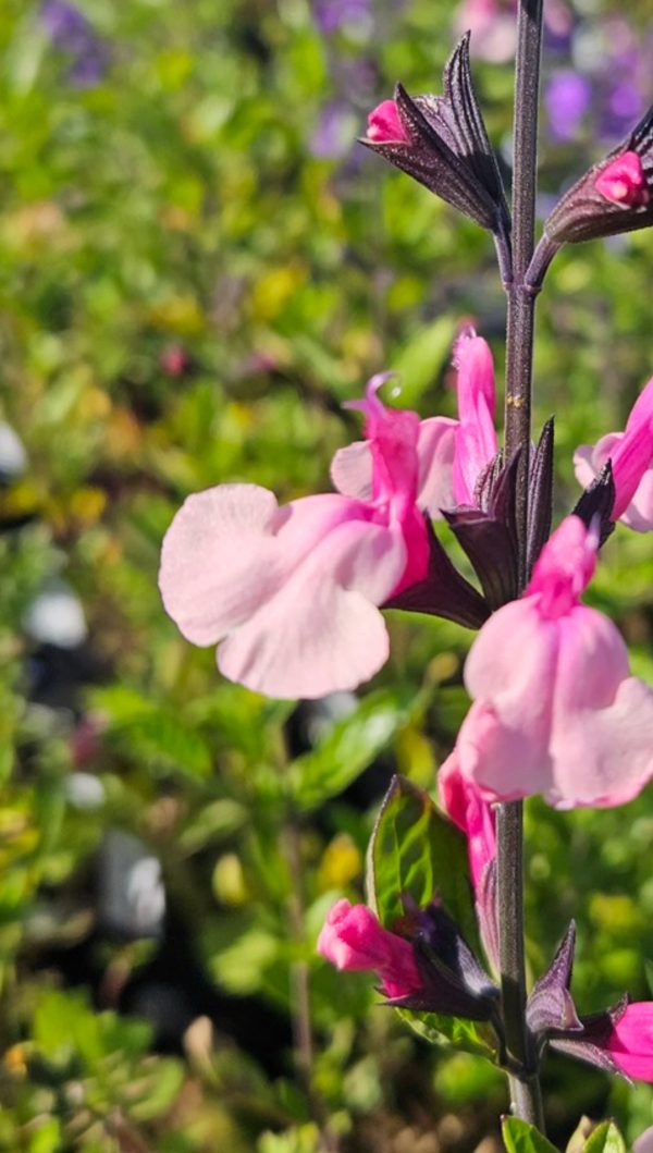 Salvia 'Cuello Pink'