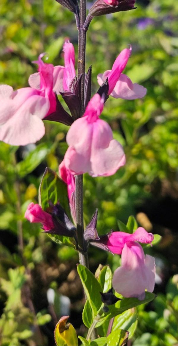 Salvia 'Cuello Pink'