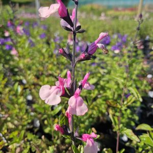 Salvia ‘Cuello Pink’
