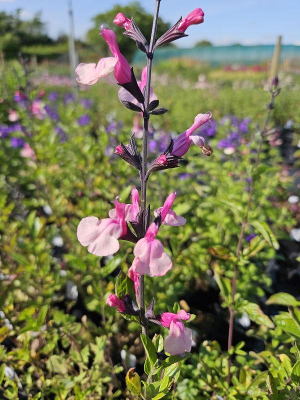 Salvia ‘Cuello Pink’