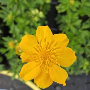 Trollius ‘Orange Triumph’