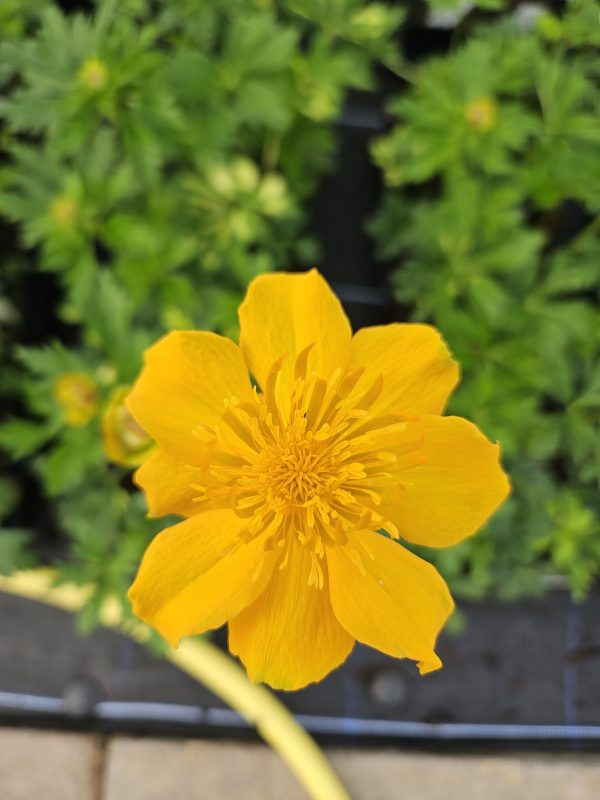 Trollius ‘Orange Triumph’2 Trollius ‘Orange Triumph’