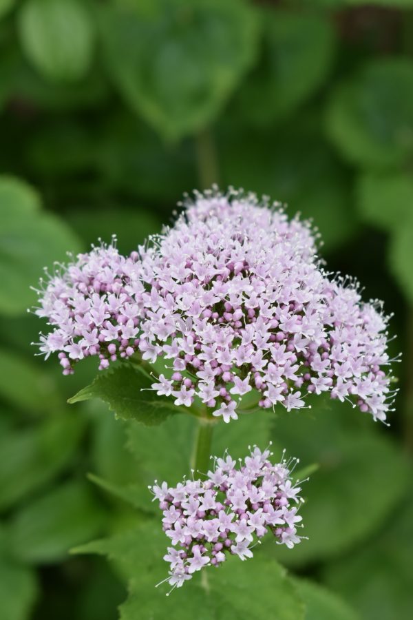 Valeriana officinalis
