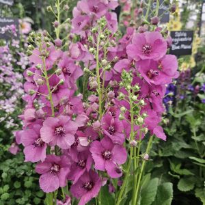 Verbascum 'Plum Smokey'