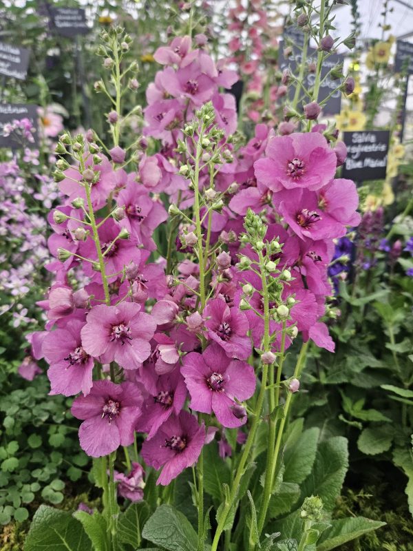 Verbascum 'Plum Smokey' Verbascum 'Plum Smokey'