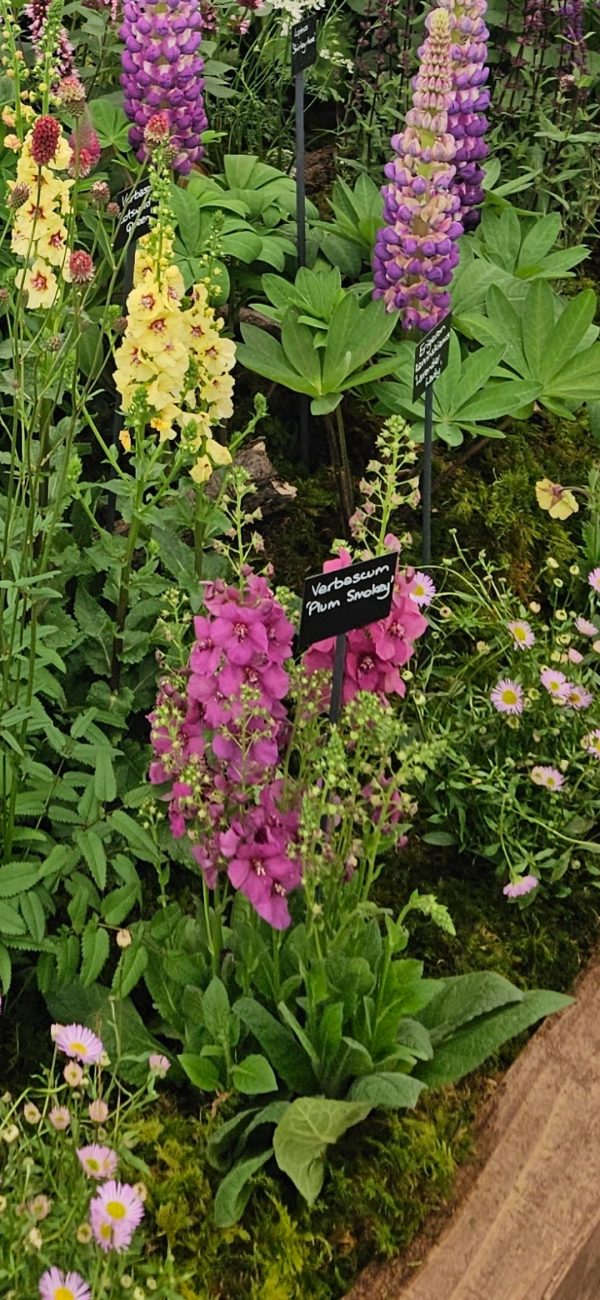 Verbascum 'Plum Smokey'2 Verbascum 'Plum Smokey'