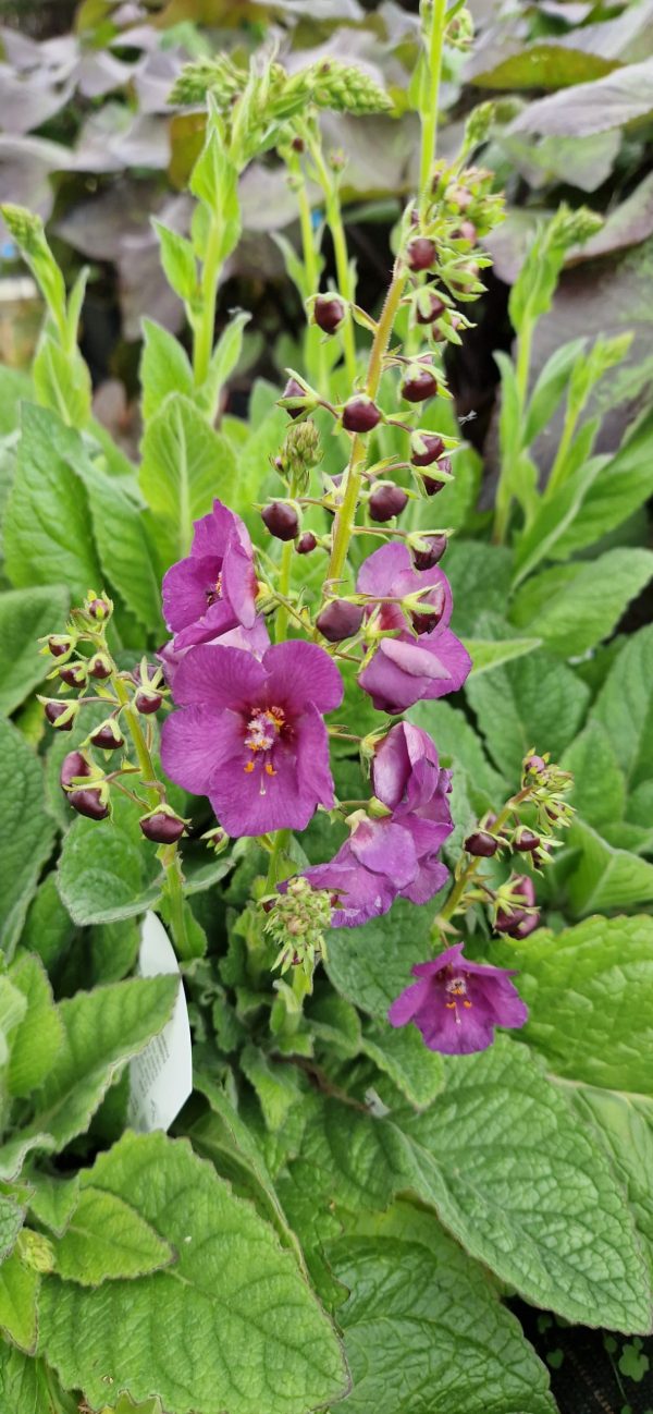 Verbascum plum smokey Verbascum 'Plum Smokey'
