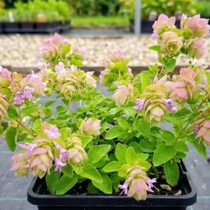 Origanum 'Dingle Fairy'
