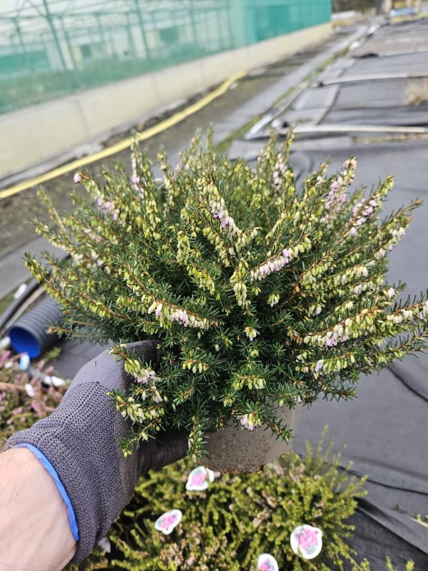 Heather Erica darleyensis 'JW Porter'
