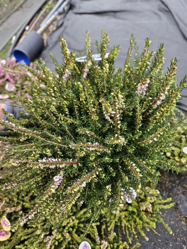 Heather Erica darleyensis 'JW Porter'