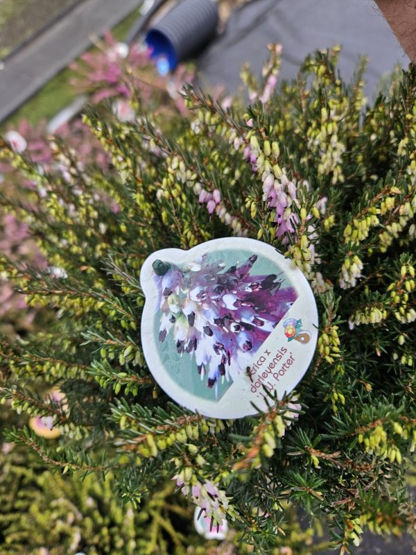 Heather Erica darleyensis 'JW Porter'