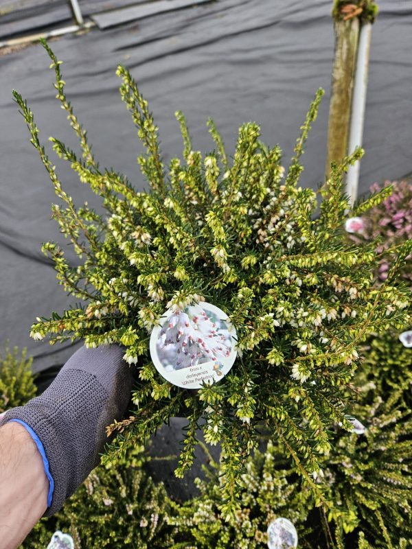 Heather Erica darleyensis 'White Perfection'